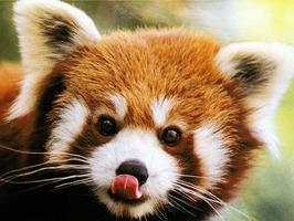 cute-animal-red-panda.jpeg